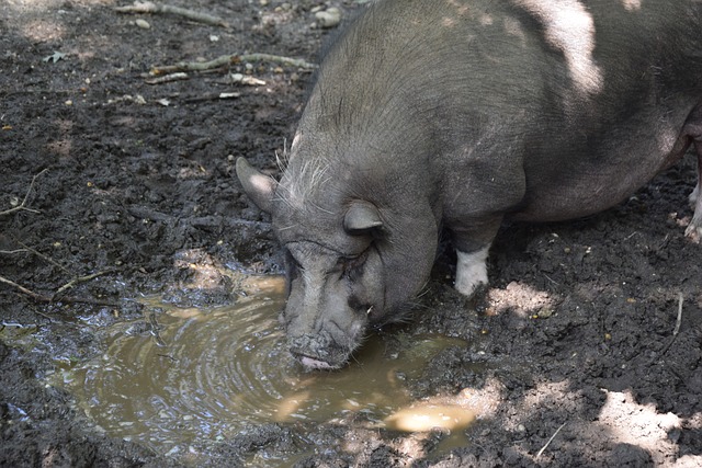 分析认为他 分析认为他